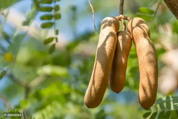 Earth Angels Tamarind Plant BSDFY125-thumb0