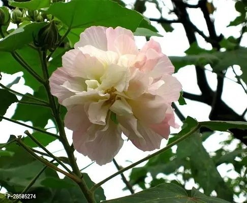 Lotus Plant  Lotus Plant  61-thumb0