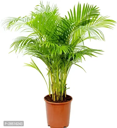 Natural Live Plant for Home Garden