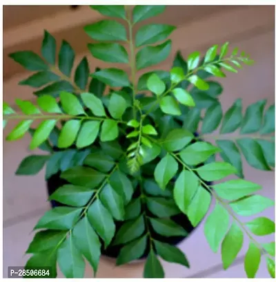 Curry Leaf Plant  Curry Leaf Plant  Kari Patta-thumb0