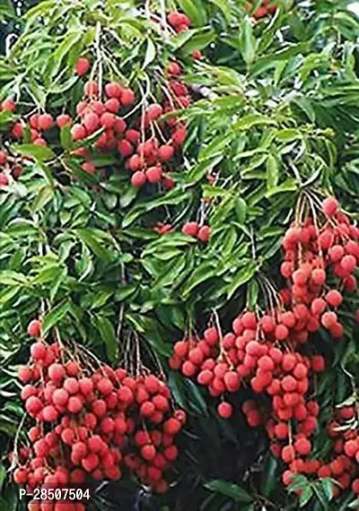 Litchi Plant  Dwarf Lychee  Litchi Fruit Plant    1 Layering Live Plant-thumb2