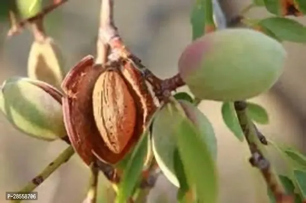 Earth Angels Almond Plant Farmer Live Plant Badam Indian Almond Ketapag Calcutta Variety Home Garden Plant(1 Healthy Live Plant)-thumb0