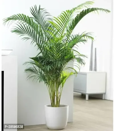 Areca Plam China Palm Areca Palm Indoor Outdoor Decorative Natural Air Purifying Live Plant   CF0084-thumb0