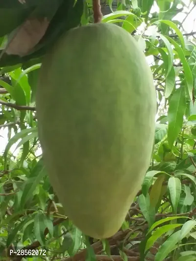 Earth Angels Mango Plant Noor jahan Grafted Live Mango Plant-thumb0