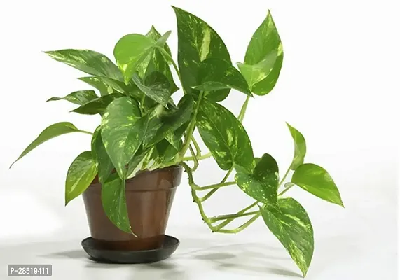 Natural Live Plant for Home Garden-thumb0