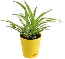 Earth Angels Spider Plant SPIDER PLANT W3-thumb1