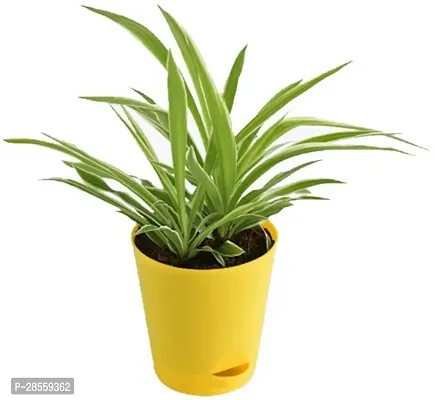 Earth Angels Spider Plant SPIDER PLANT W3-thumb2