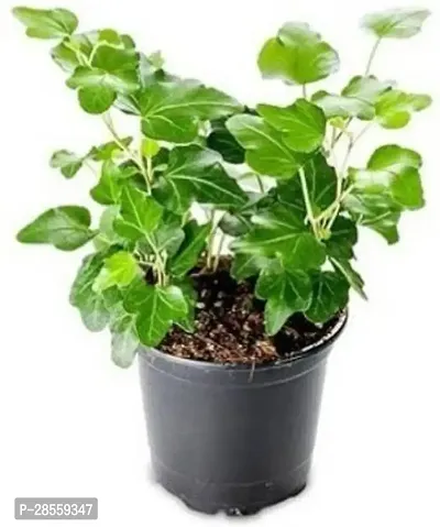 Earth Angels Ivy Plant Ivy plant English ivycommon ivy plant-thumb0