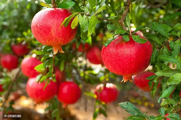 Pomegranate Plant  Red Pomegranate Plant-thumb0