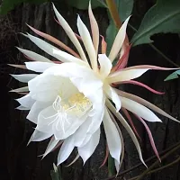 Brahma Kamal Plant  BrahmaKamal XNursery Nisarga-thumb1