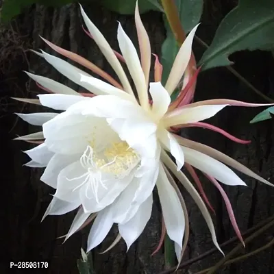 Brahma Kamal Plant  BrahmaKamal XNursery Nisarga-thumb2