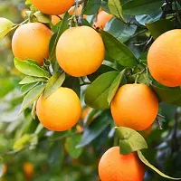 Apple Plant  Live Nagpuri Orange Plant  For Fruits-thumb1