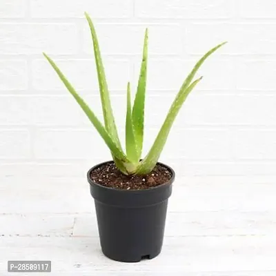 Aloe Vera Plant  Aloevera XPBReba17-thumb0