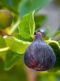 Ficus Plant  Fig Anjeer XOxygreenPlant 2-thumb2