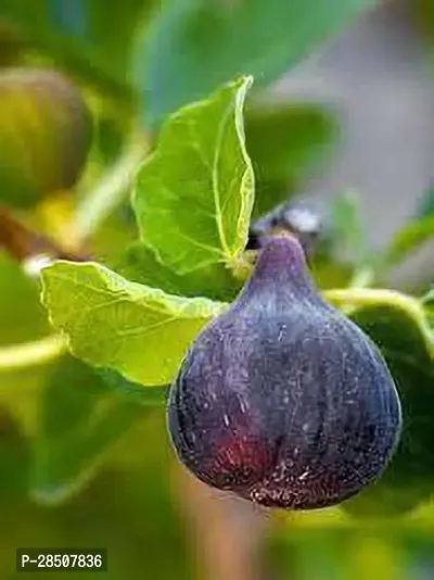 Ficus Plant  Fig Anjeer XOxygreenPlant 2-thumb3