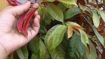 Natural Live Plant for Home Garden-thumb2