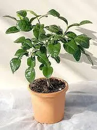 Natural Live Plant for Home Garden-thumb2