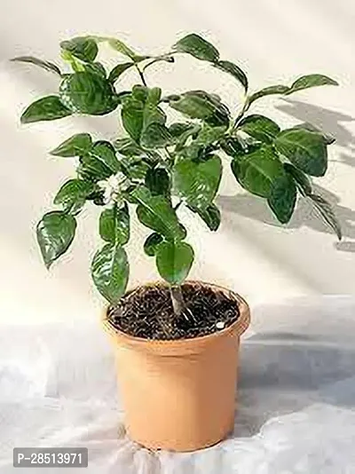 Natural Live Plant for Home Garden-thumb3