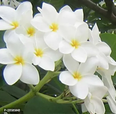 Plumeria Plant  Champa Flower Plant  K014-thumb0