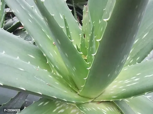 Aloe Vera Plant  Aloe Vera Plant 005-thumb0