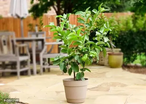 Natural Live Plant for Home Garden-thumb0