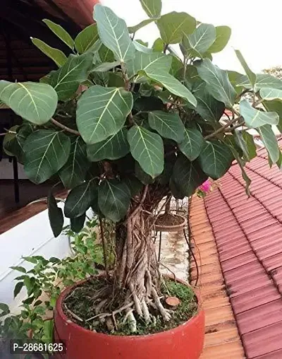 Earth Angels Ficus Plant FICUS PLANT-thumb0