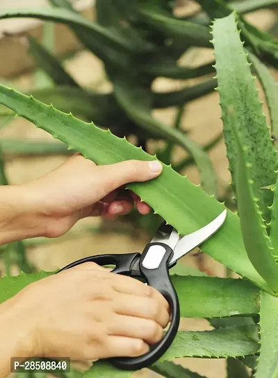 Aloe Vera Plant  Aloevera XPBReba21-thumb0