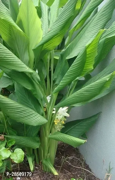 Turmeric Plant  Holud XOxygreenPlant 03-thumb0