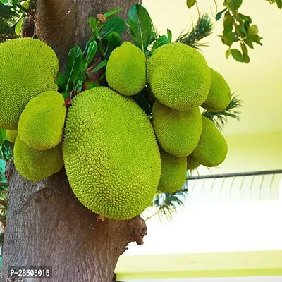 Jackfruit Plant  Jackfruit Plant-thumb0