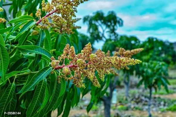 Mango Plant  green mango-thumb0