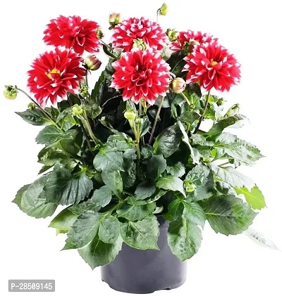 Dahlia Plant  DahliaPlant  XpbmandiraPlant-thumb0