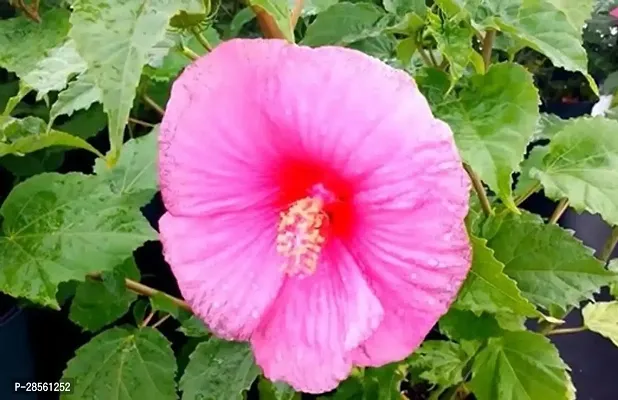 Earth Angels Hibiscus Plant Tips hibiscus plant-thumb0