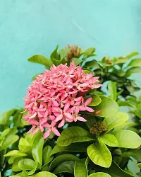 Night Bloom Jasmine Plant  Pink Ixora Night Plant-thumb1