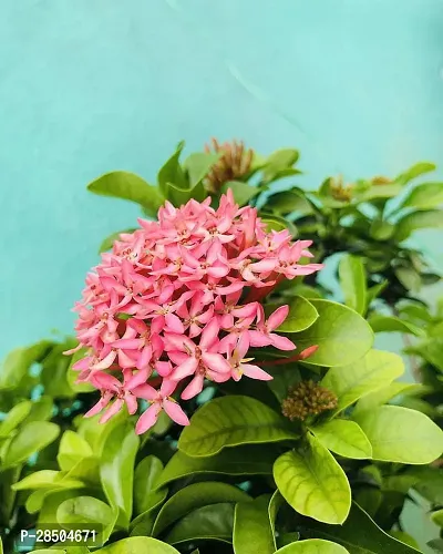 Night Bloom Jasmine Plant  Pink Ixora Night Plant-thumb2