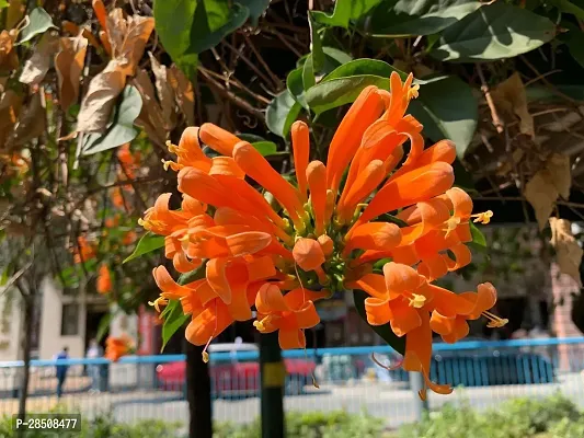 Begonia Vanusta Plant  Vanusta xOxy01