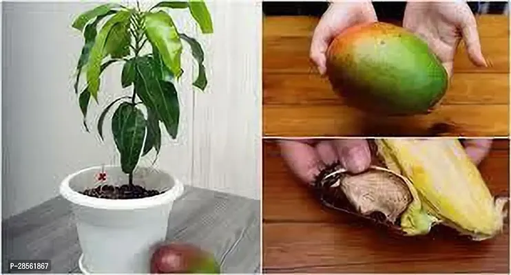 Earth Angels Mango Plant Mango grafted Plant-thumb0