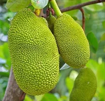 Jackfruit Plant  Kathal Plant kingdom189-thumb1