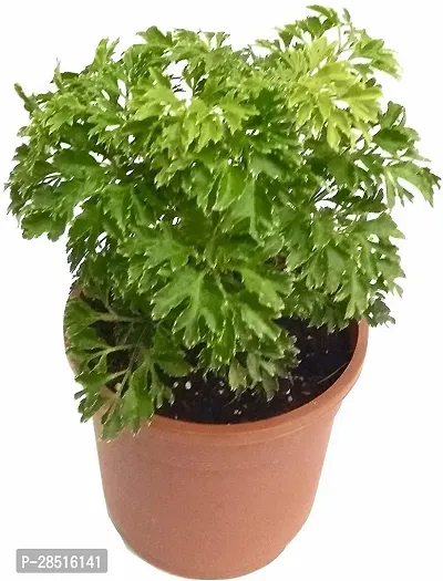 Natural Live Plant for Home Garden-thumb0