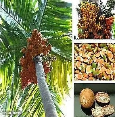 Betel NutSupari Plant  Live hybrid supari Plant LowPrice supari2-thumb0