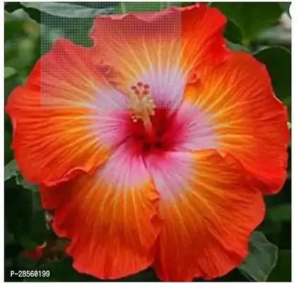 Earth Angels Hibiscus Plant Hibiscus Plant ( Rajasthni Udeal Plant )-thumb0