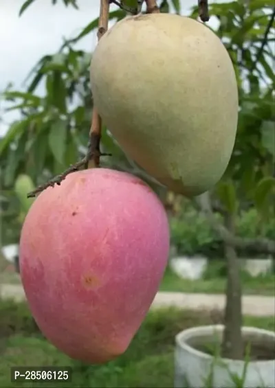 Mango Plant  MIYAZAKI MANGO Plant  078-thumb2