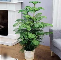 Oriental Thuja Plant  Orkeria Plant-thumb2