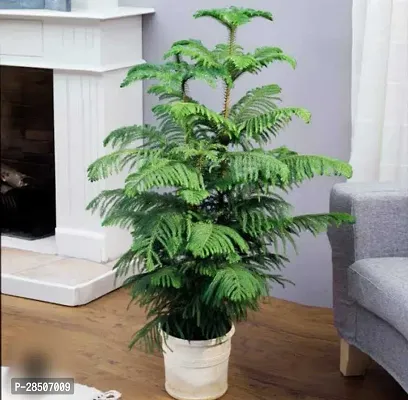 Oriental Thuja Plant  Orkeria Plant-thumb3