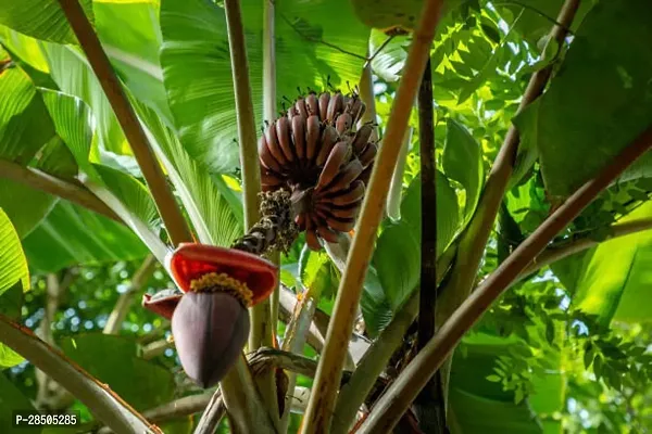 Banana Plant  Red Hybrid Banana Plant-thumb2