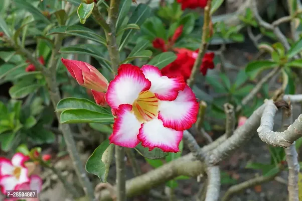 Adenium Plant  Adenium Plant  94-thumb0