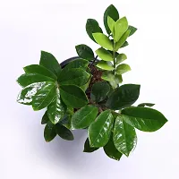 Zamia Zz ZZPlant  XPottPlant s-thumb2