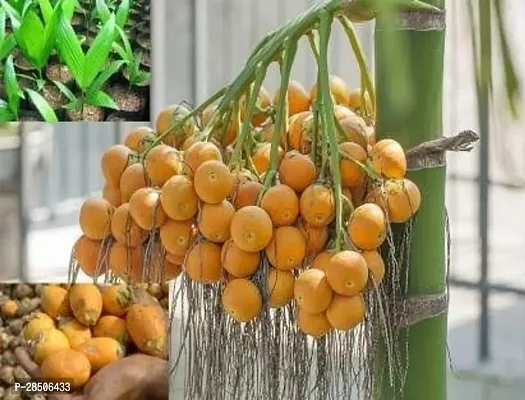 Betel NutSupari Plant  Live hybrid supari Plant sLPsupari3-thumb0