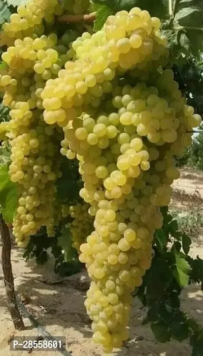 Earth Angels Grape Plant Green Grape SeedLess Sweet-thumb0