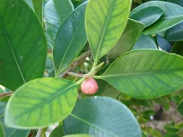 Ficus Plant  Plant  ITHY-thumb1