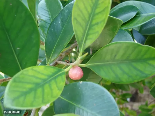 Ficus Plant  Plant  ITHY-thumb2